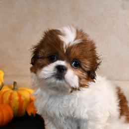 Shiba Inu and Shih Tzus from Highline Puppies