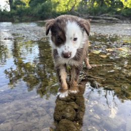 Junior - White and red male Border Collie puppy in Centerton, Arkansas from Chappell Breeding