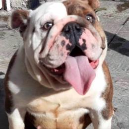 Wanda - Bulldog