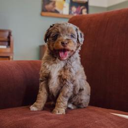 Aussiedoodle Puppies from Amos and Oak Doodles