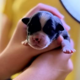 Baby Girl 1 - Black tri-color female Australian Shepherd puppy in Odessa, Texas from Yucca Blossom Pups