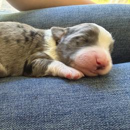 Boy 3 - male Bordoodle puppy in Shelton, Washington from Prophecy Kennels