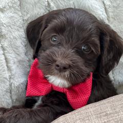 Assorted Doodle Crosses, Australian Labradoodle, Cavachon, and Cavapoo Puppies from Bark & Bramble Cavapoochons