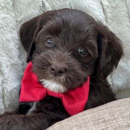 Assorted Doodle Crosses, Australian Labradoodle, Cavachon, and Cavapoo Puppies from Bark & Bramble Cavapoochons