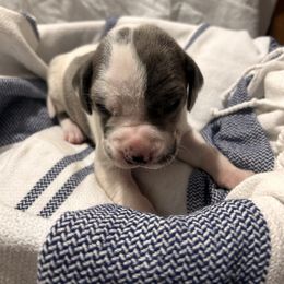 Light Blue Boy - Harlequin male Great Dane puppy in Albertville, Alabama from Wild Willow Danes