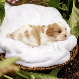 Hank - Blenheim male Cavalier King Charles Spaniel puppy in New Holland, Pennsylvania from Mountain Breeze Puppies