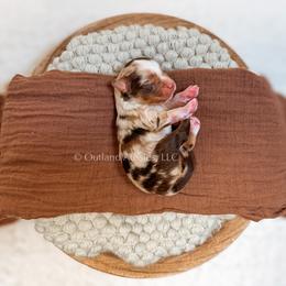 Cream Soda - Red merle female Miniature Australian Shepherd puppy in Oklahoma City, Oklahoma from Outland Toy & Mini Aussies