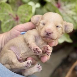 Beau - Cream male Dachshund puppy in Wharton County, Texas from Country Bumpkins