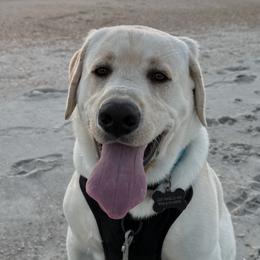 Labrador Retrievers from Black Bell Labrador Retrievers