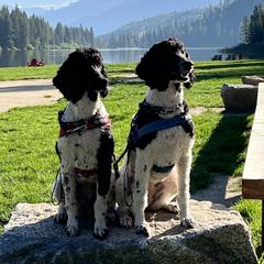 Poodles from Moonlight Standard Poodles