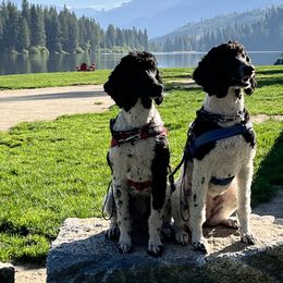 Poodles from Moonlight Standard Poodles