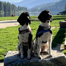 Poodles from Moonlight Standard Poodles