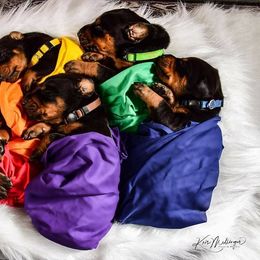 Doberman Pinscher Puppies from Makkr Ridge Dobermans