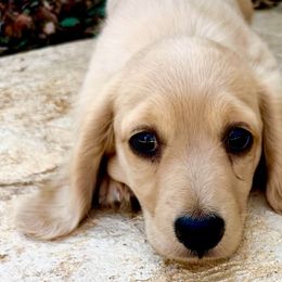 Dachshunds from Barrett Skidmore