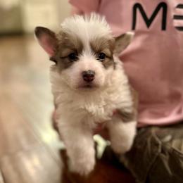 Mint Collar Girl Clover - Sable female Pembroke Welsh Corgi puppy in Paris, Kentucky from Flat Run Corgis
