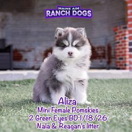 Aliza - Blue female Pomsky puppy in Humeston, Iowa from M.A.R. Dogs