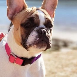 French Bulldogs from Moore Frenchies