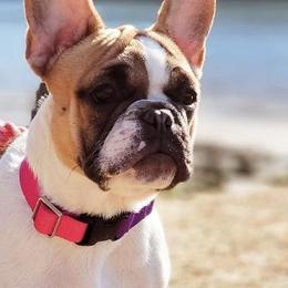 French Bulldogs from Moore Frenchies