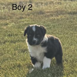 Boy 2 - Black tri male Miniature Australian Shepherd puppy in Strasburg, Colorado from Grasslands Aussies