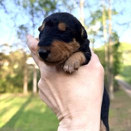 Baby Boy Black - Black and tan male Airedale Terrier puppy in Mooresville, North Carolina from Farm 55