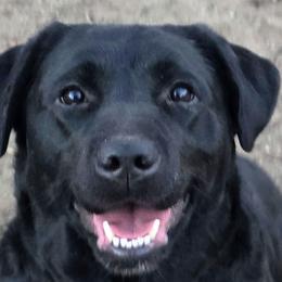 Ursa - Labrador Retriever