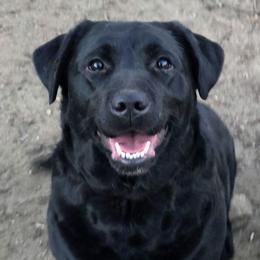 Ursa - Labrador Retriever