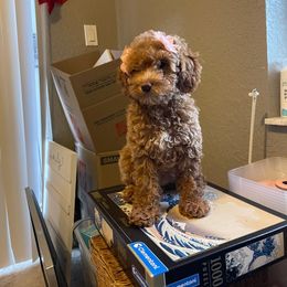 Caramelo - Apricot female Poodle puppy in Boynton Beach, Florida from Red Toy Poodles