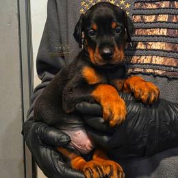 Lakota - Black and rust male Doberman Pinscher puppy in China Township, Michigan from Snell's Superior Kennel Dobermann & GSP