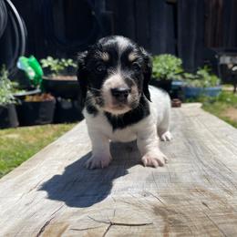 Colby Jack - Piebald male Dachshund puppy in Rogue River, Oregon from Bear Feet Dachshunds