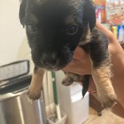 Girl 3 - Lowchen puppy in California from Angel Pups