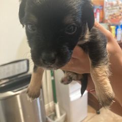 Girl 3 - Lowchen puppy in California from Angel Pups