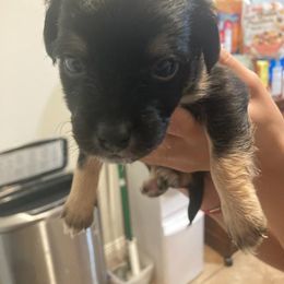Girl 3 - Lowchen puppy in California from Angel Pups