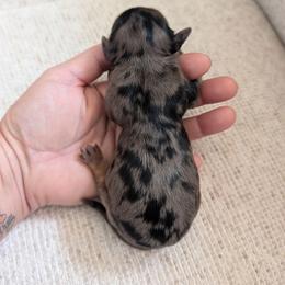 Amarylis - Dapple female Dachshund puppy in Barnard, Missouri from KB Doxies