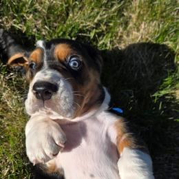 Dieter - Black brown and white male Basset Hound puppy in Greenleaf, Idaho from Happy Acre Bassets