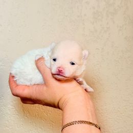 Amara - White female Pomeranian puppy in Phoenix, Arizona from Luxpomz