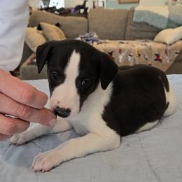 Boy 1 - White and black male Whippet puppy in Elko New Market, Minnesota from Affinity