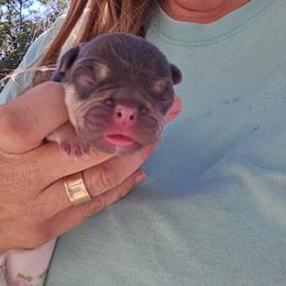Baby girl - Chocolate female Cavalier King Charles Spaniel puppy in Wimberley, Texas from Amazing AKC Puppies