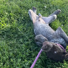 Goldendoodles from Tri-Star Pointers