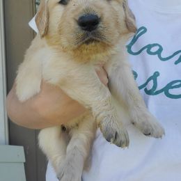 Golden Retriever Puppies from Magnolia Hill Golden Retrievers