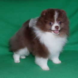 Pomeranian Puppies from Beau Joli Pomeranians