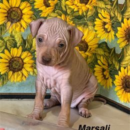 Marsali - Chocolate and tan female American Hairless Terrier puppy in Buckingham, Illinois from Gaus Hof