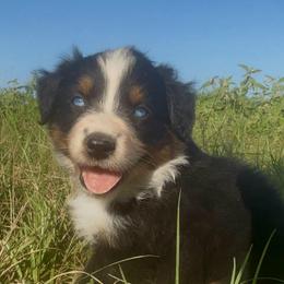 Jade - Black tri-color male Australian Shepherd puppy in Iola, Texas from MK Aussies