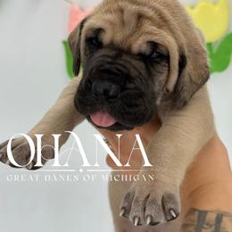 Luxx - Fawn female Great Dane puppy in Michigan from Ohana Great Danes of Michigan