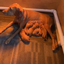 Sussie Q - Vizsla