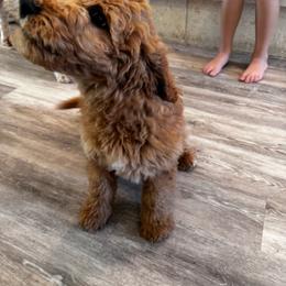 Boy 6 General litter picture, no individuals yet - Cream male Goldendoodle puppy in Austin, Texas from Central Texas Doodles