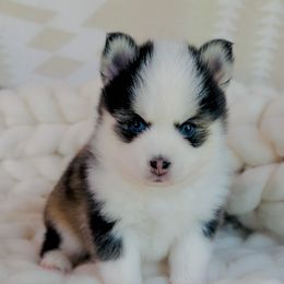 Panda - Black and white male Pomsky puppy in Greencastle, Indiana from JDpomskies