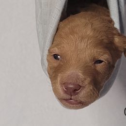 Boy 3 - Double Doodle puppy in Georgia from Snug-a-Doodles