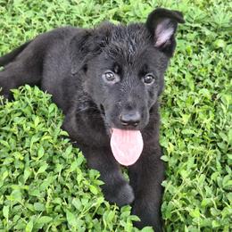 Ivan vom LegendLand - Black male German Shepherd puppy in Hillsborough County, Florida from Vom Legend Land