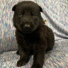 Girl 5 - female German Shepherd puppy in Beech Grove, Arkansas from Backwoods Kennels
