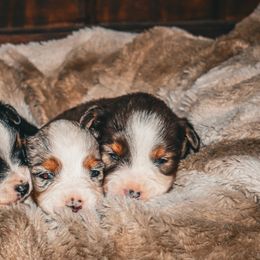 Toy Australian Shepherds from Emmy's Toy Aussies